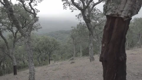 Cork trees in the mediterranean forest Stock Footage 146456969