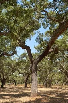 Cork trees Stock Photos