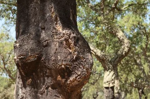Cork trees Stock Photos