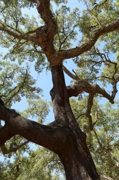 Cork trees Stock Photos