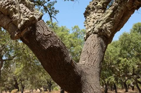 Cork trees Stock Photos