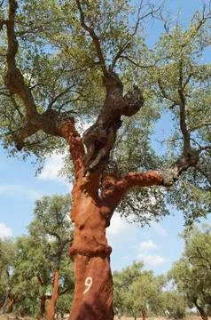 Cork trees Stock Photos