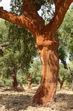 Cork trees Stock Photos