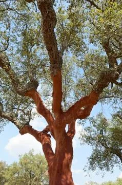 Cork trees Stock Photos