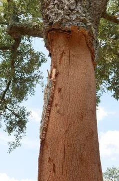 Cork trees Stock Photos