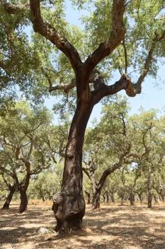 Cork trees Stock Photos