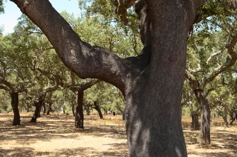 Cork trees Stock Photos