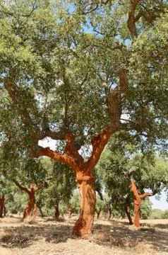 Cork trees Stock Photos