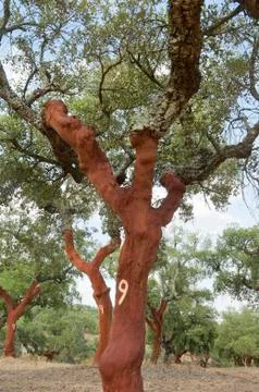 Cork trees Stock Photos