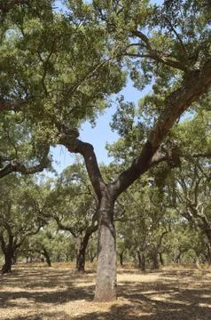 Cork trees Stock Photos