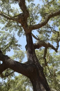 Cork trees Stock Photos