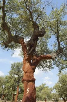 Cork trees Stock Photos