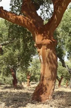 Cork trees Stock Photos