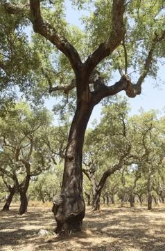Cork trees Stock Photos