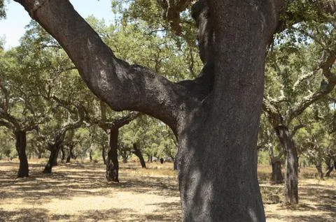 Cork trees Stock Photos