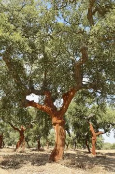 Cork trees Stock Photos