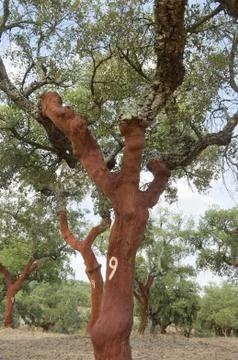 Cork trees Stock Photos