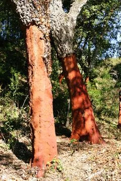Cork trees Stock Photos