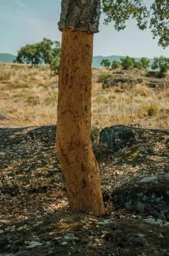 Cork trees trunk with the bark removed for the production of corks Stock Photos