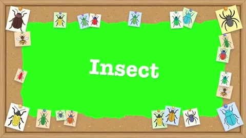Corkboard Border Frame with Insect Illustrations on Green Screen Stock Footage 345308236