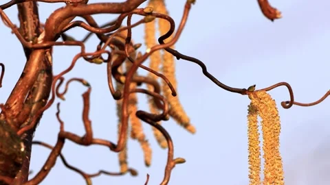 Corkscrew Hazel in spring, Corylus Avellana Contorta,   Stock Footage 231039433