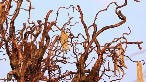 Corkscrew Hazel in spring, Corylus Avellana Contorta,   Stock Footage 231039650