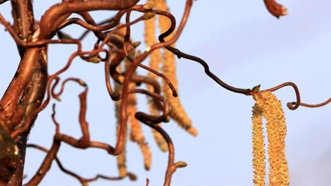 Corkscrew Hazel in spring, Corylus Avellana Contorta,   Stock Footage 244261983