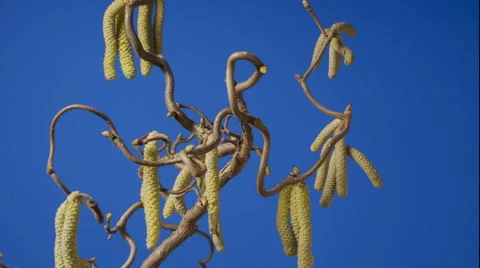 Corkscrew hazel in time lapse Stock Footage 42141530