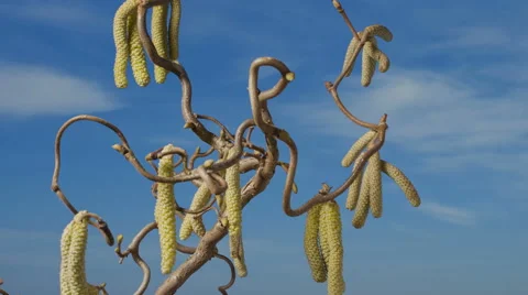 Corkscrew hazel in time lapse Stock Footage 42141634