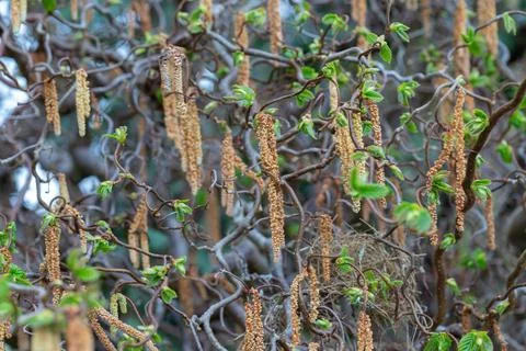 Corkscrew hazel tree blooming with catkins in spring Stock Photos