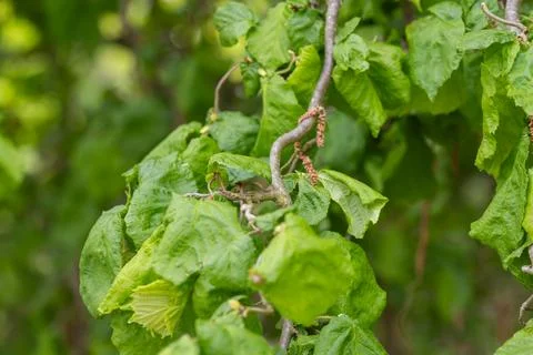 Corkscrew hazel tree showing unique twisted branches and green leaves Stock Photos