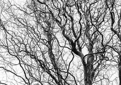 Corkscrew hazel without leaves in winter Stock Photos