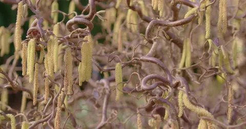 Corkscrew hazelnut blooms wiggling in the wind at a sunny day Stock Footage 150743282