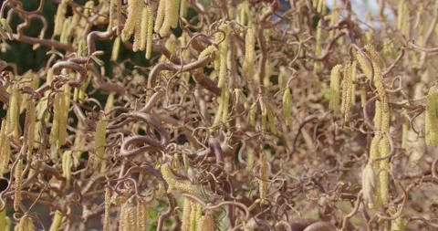Corkscrew hazelnut flowers blowing in the wind Vídeo Stock 150743337