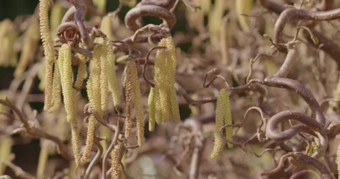 Corkscrew hazelnut flowers wiggling in the wind in sunshine Stock Footage 150743339