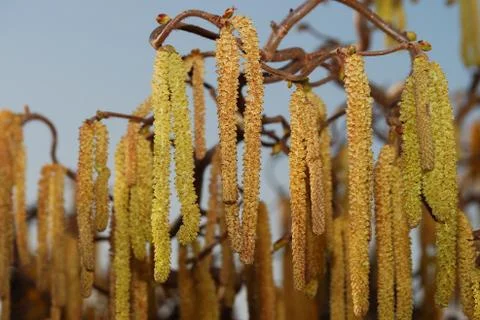 Corkscrew shrub Foto stock