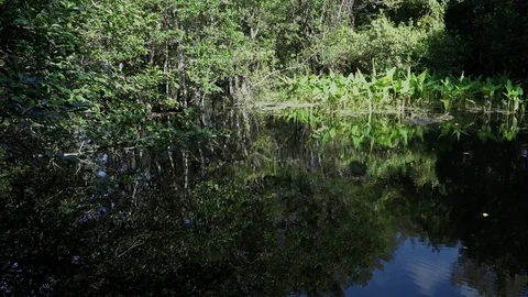 Corkscrew Swamp Stock Footage 78644488