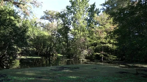 Corkscrew Swamp Lettuce Pan Stock Footage 78643414