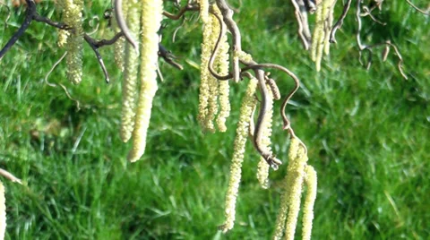 Corkscrew willow twigs in springtime wind Video stock 36060208