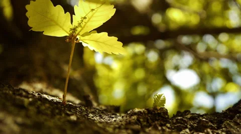 Corktree Ants Stock Footage 36228697