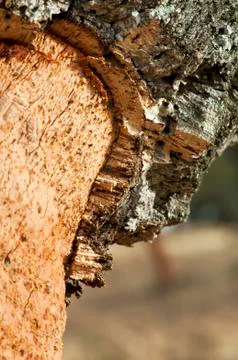 A corkwood tree Foto stock