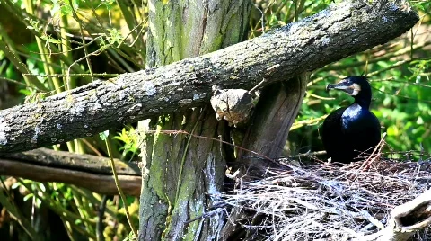 Cormoran Stock Footage 715166