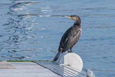Cormoran perched on a harbor float phalacrocorax carbo Stock Photos