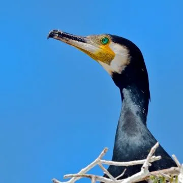 Cormoran Stock Photos