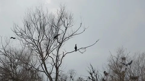 Cormorans standing by their nests Stock Footage 103520769