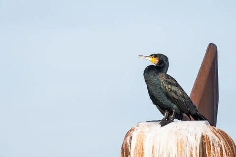 Cormorant Aalscholver dscf4757 库存照片