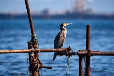 Cormorant above the pylons that dries in the sun, the sea in the background Stock Photos