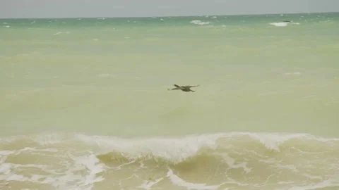 Cormorant above the waves in slow motion Stock Footage 286103453