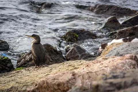 Cormorant and cat Stock Photos