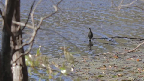 Cormorant in Australia Stock Footage 86666655